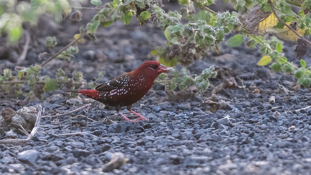 Red Avadavat